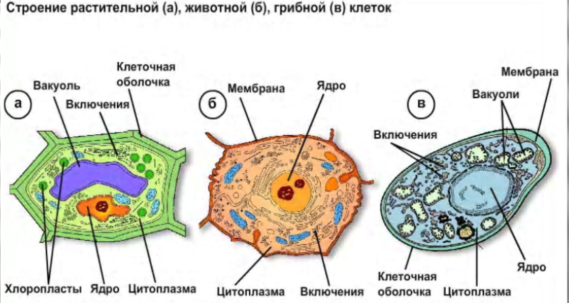 *фото взято из интернета 