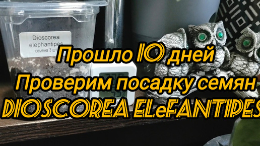 Прошло 10 дней со дня посева семян Dioscorea elеfantipes. Посмотрим, есть ли всходы. 🌿