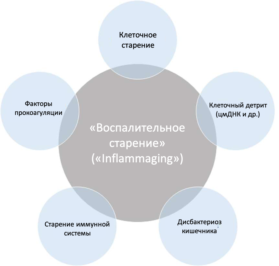 Хронический вялотекущий воспалительный процесс в организме может ускорить процесс старения и усугубить некоторые возрастные заболевания.