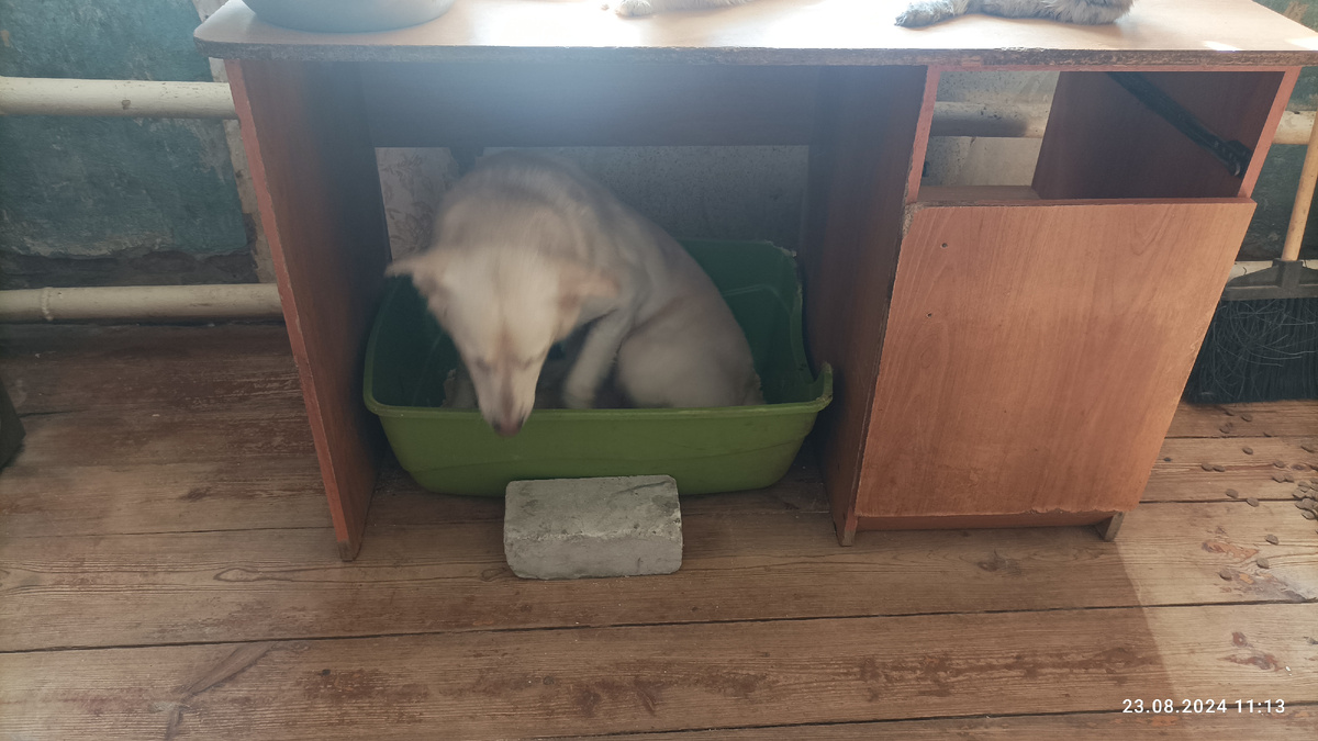 Тортик сидит в кошачьем лотке. 