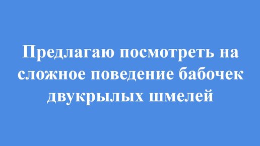 Удивительное рядом жизнь насекомых глазами биолога