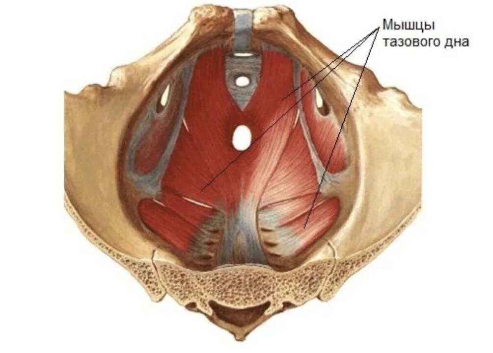 Мышцы тазового дна — группа мышц, "растянутая" между лобковыми костями и копчиком и закрывающая полость тазу снизу, вместе со связками и фасциями таза, являясь его дном. 