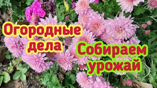 Огородные дела - Собираем урожай