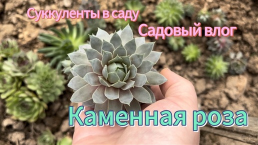 Каменный цветок / Садовый влог / Молодило кровельное / Суккуленты в саду