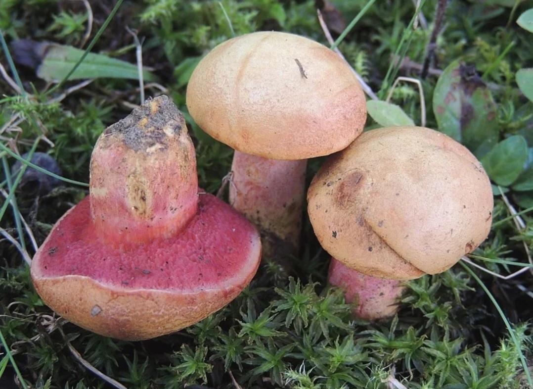 Ложный масленок лиственничный. Культивируемые грибы. Маслёнок гриб съедобный. Боровые маслята ложные. Грибы масленок зернистый.