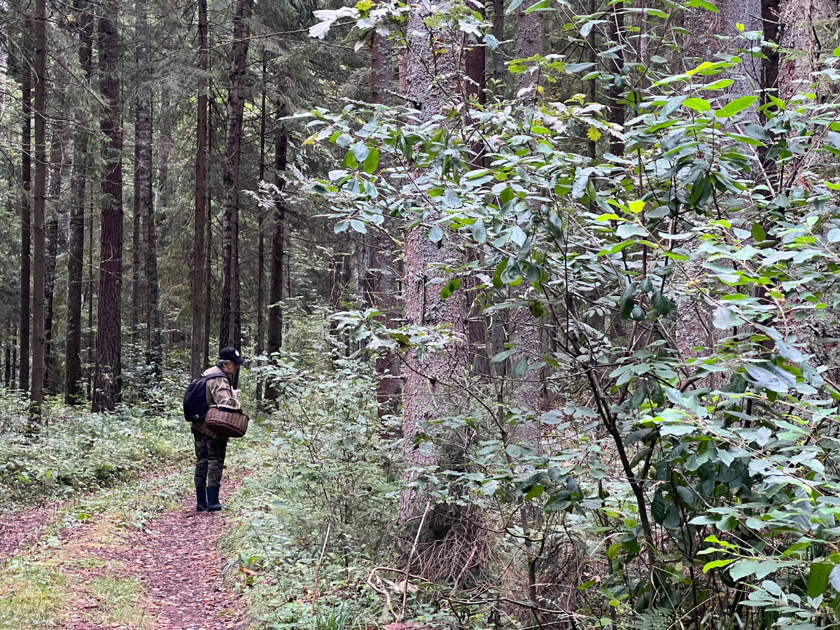 Старый Солдат что-то узрел ) Фото автора 24.08.2024