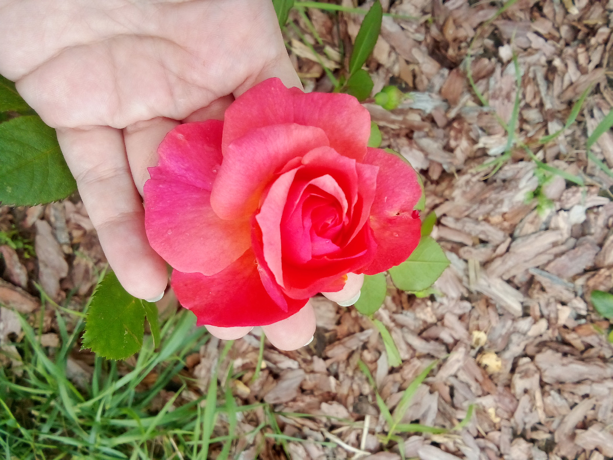 В статье все фото авторские. Немецкая роза Зальцбург