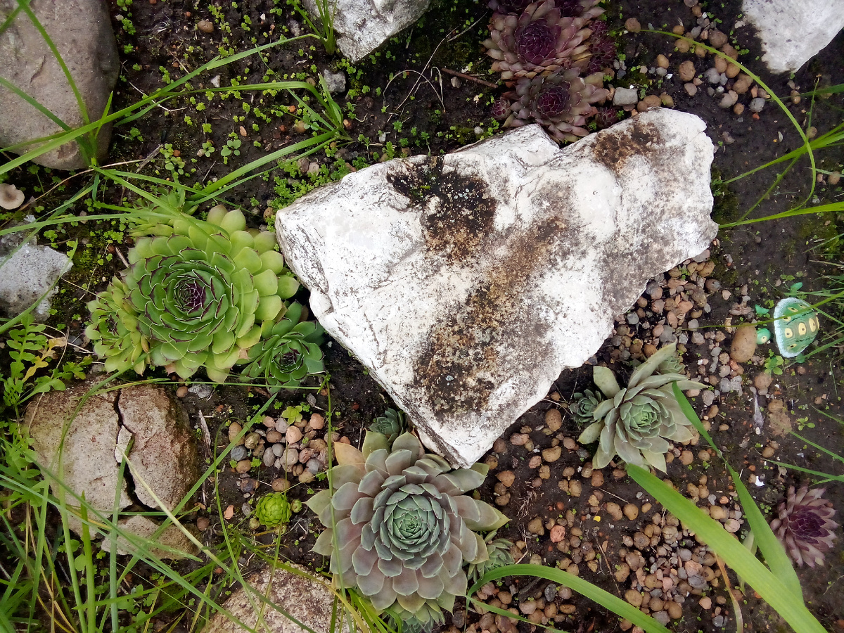 Сортовые молодила