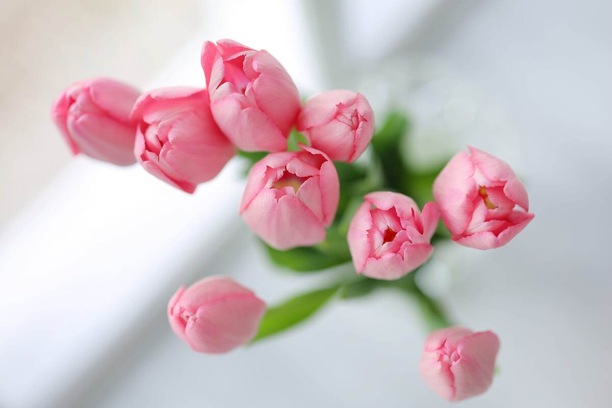 Девушки, как цветы