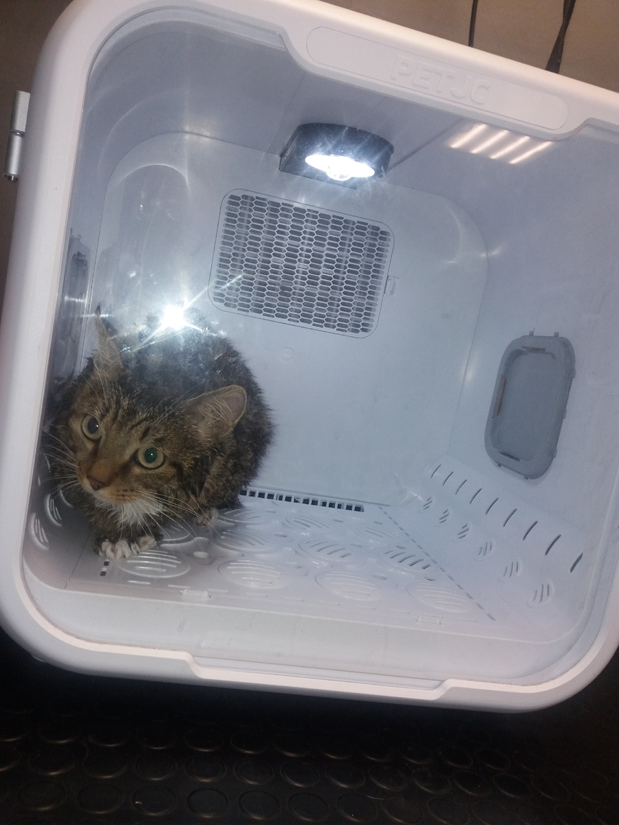 Вот такой бокс-сушилка. Барсик просто удивлён и ему не страшно🤗🤗🤗