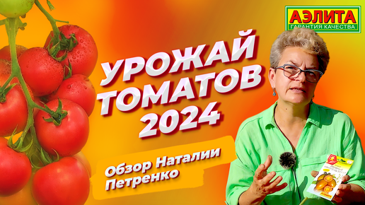 УРОЖАЙ ТОМАТОВ 2024. Обзор наших сортов от Наталии Петренко!