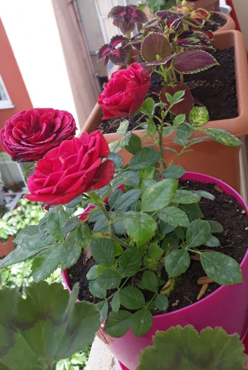 Удобрение для роз. 