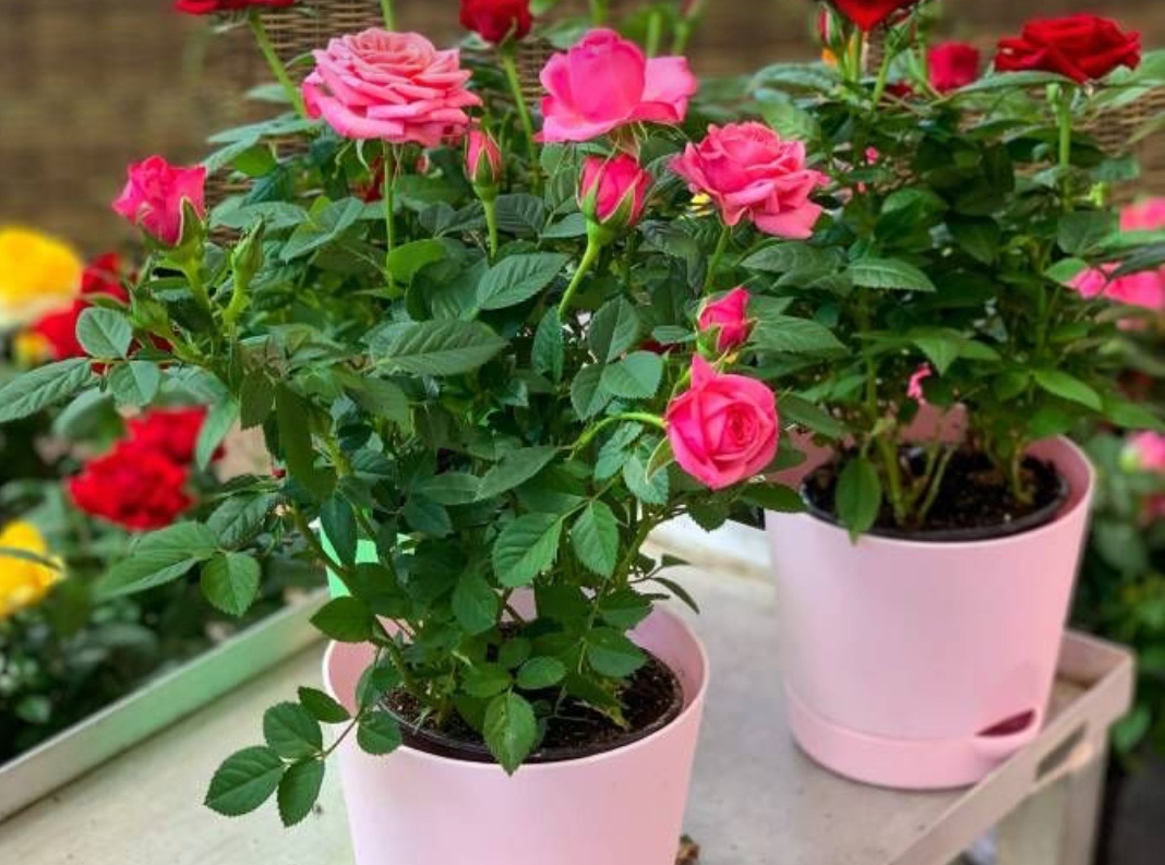 Розы                                                                                     Как правильно удобрять комнатные розы: