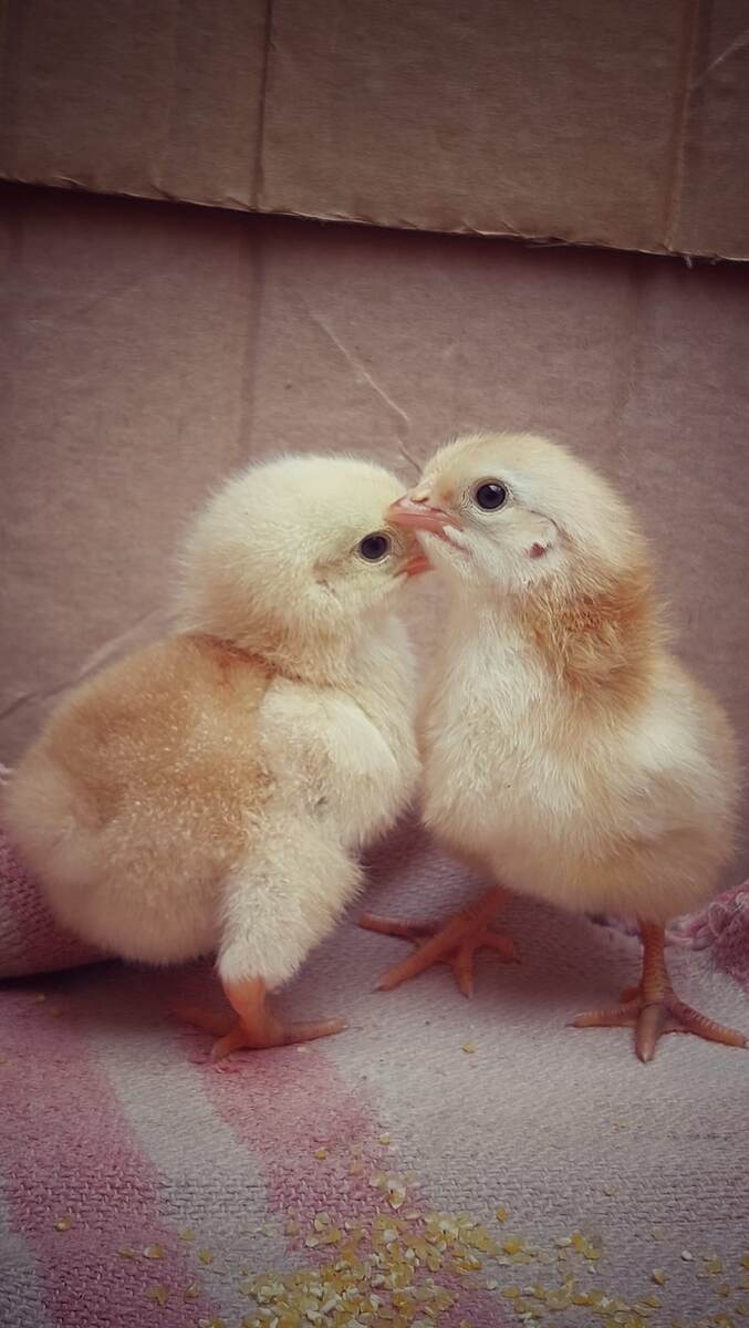 Новорожденные малышочки