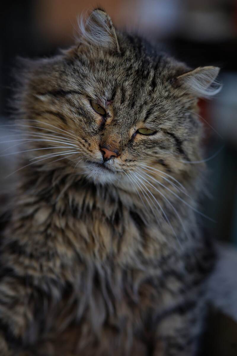 Василиск модель безотказная