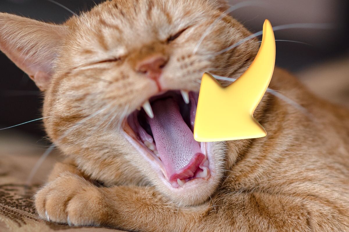 Почему у кошек шершавый язык