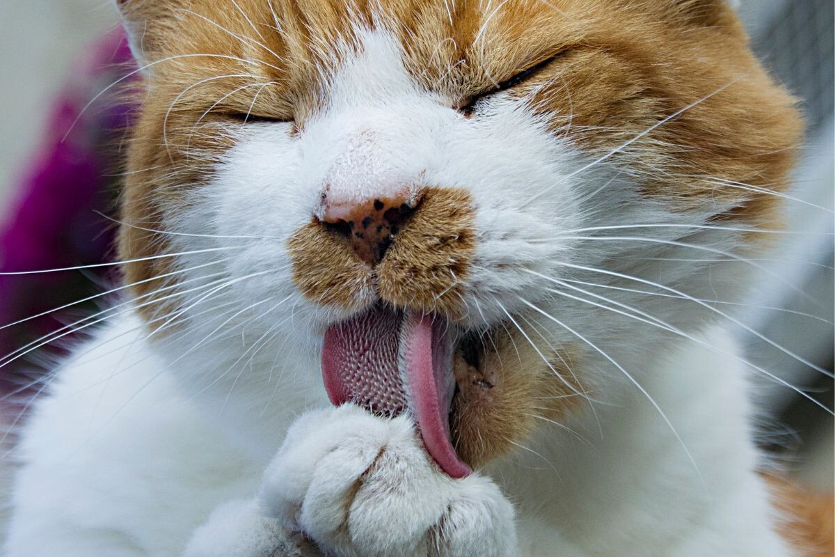 Кошка лижет лапу 