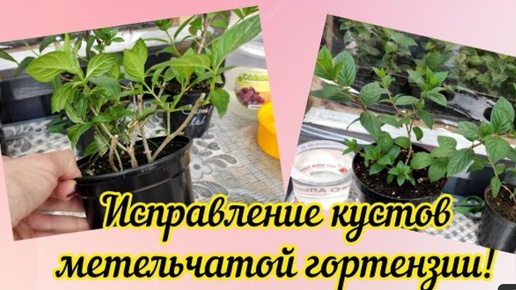 🌺Майский архив. Исправление кустов метельчатой гортензии, черенкование🌿🌿🌿👍