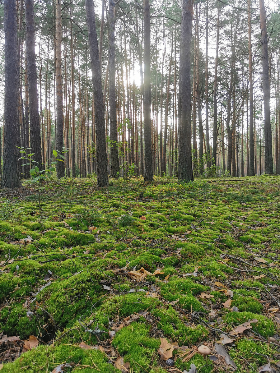 В лесу тишина, спокойствие и умиротворение. 