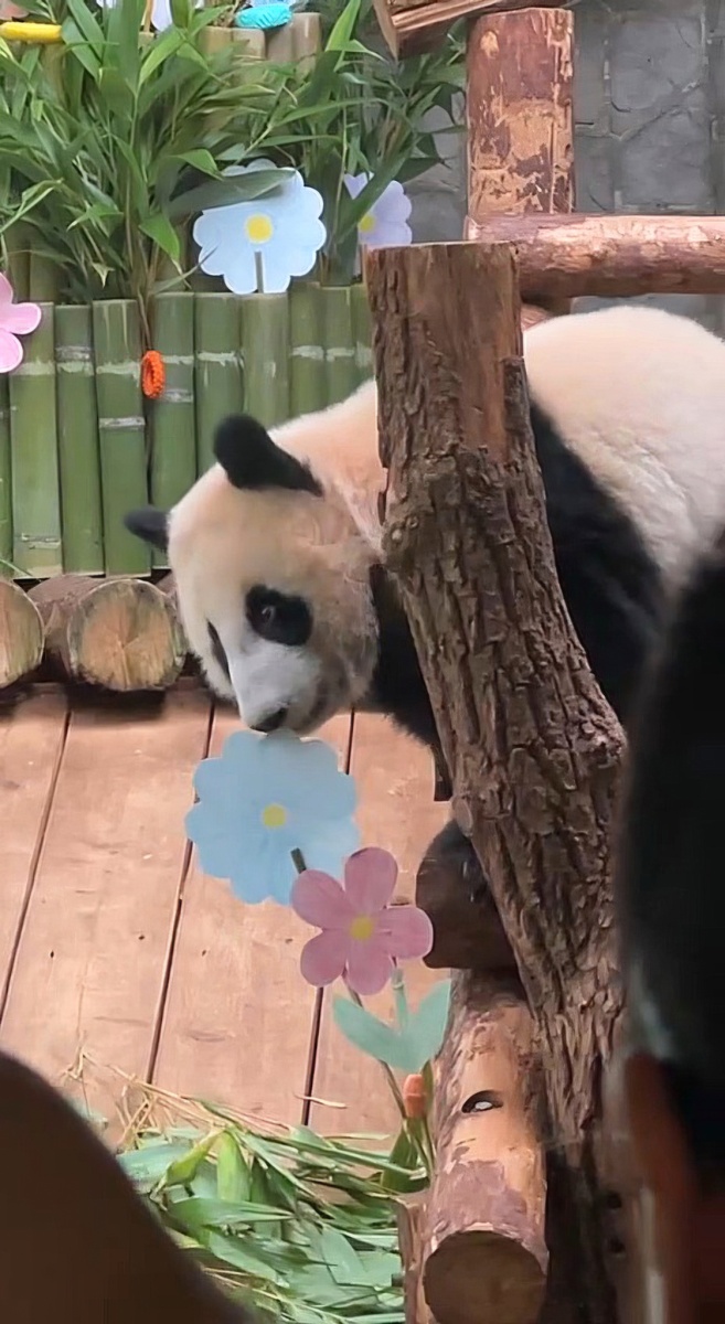 Катюша пробует съедобные подарки. 