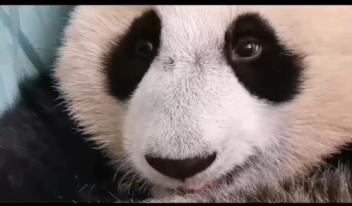 Панда Катюша