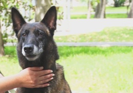 Полицейский пес Зигер 