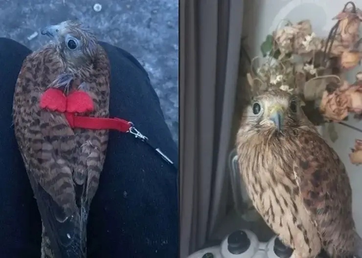 Пустельга Пуся 