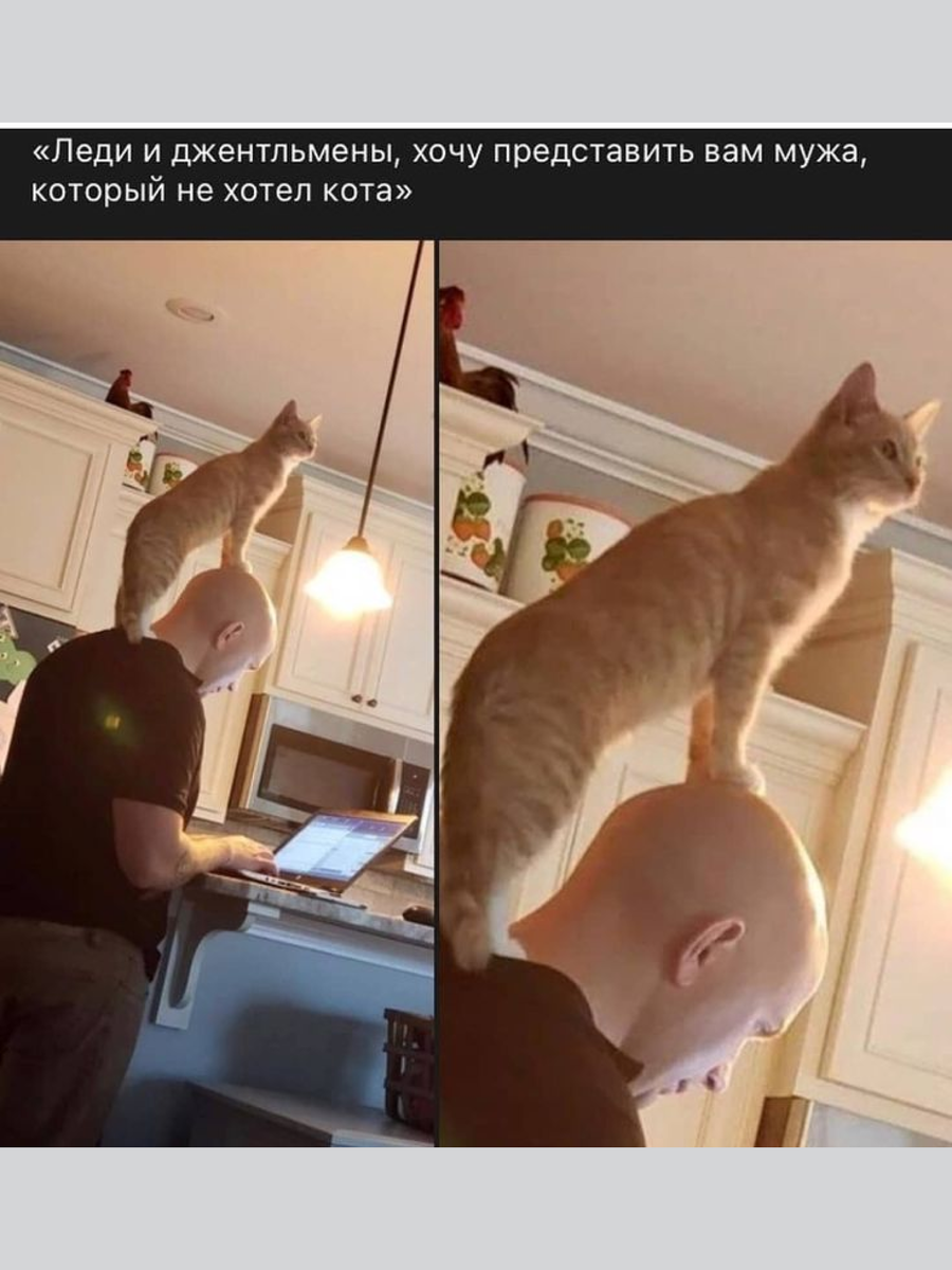 Все кина не будет. Демотиваторы про настроение. А что она не будет. Думал будет готовить как мама а она бухает как папа. Думал она будет готовить как.