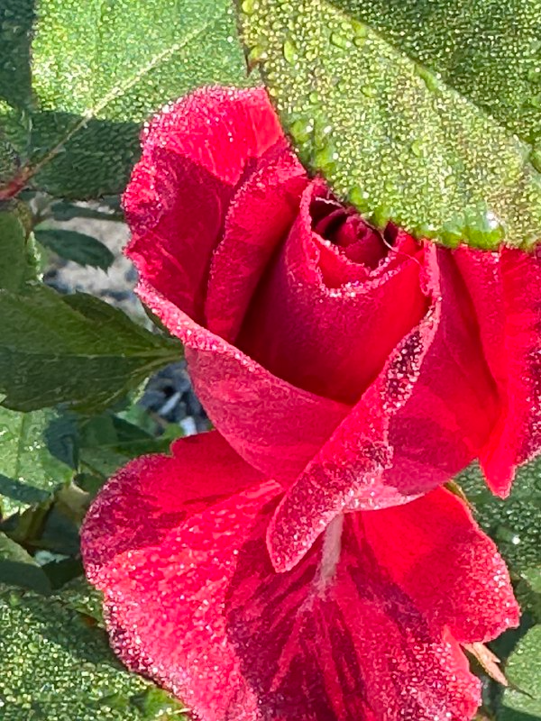 Личное. Наша роза утренняя