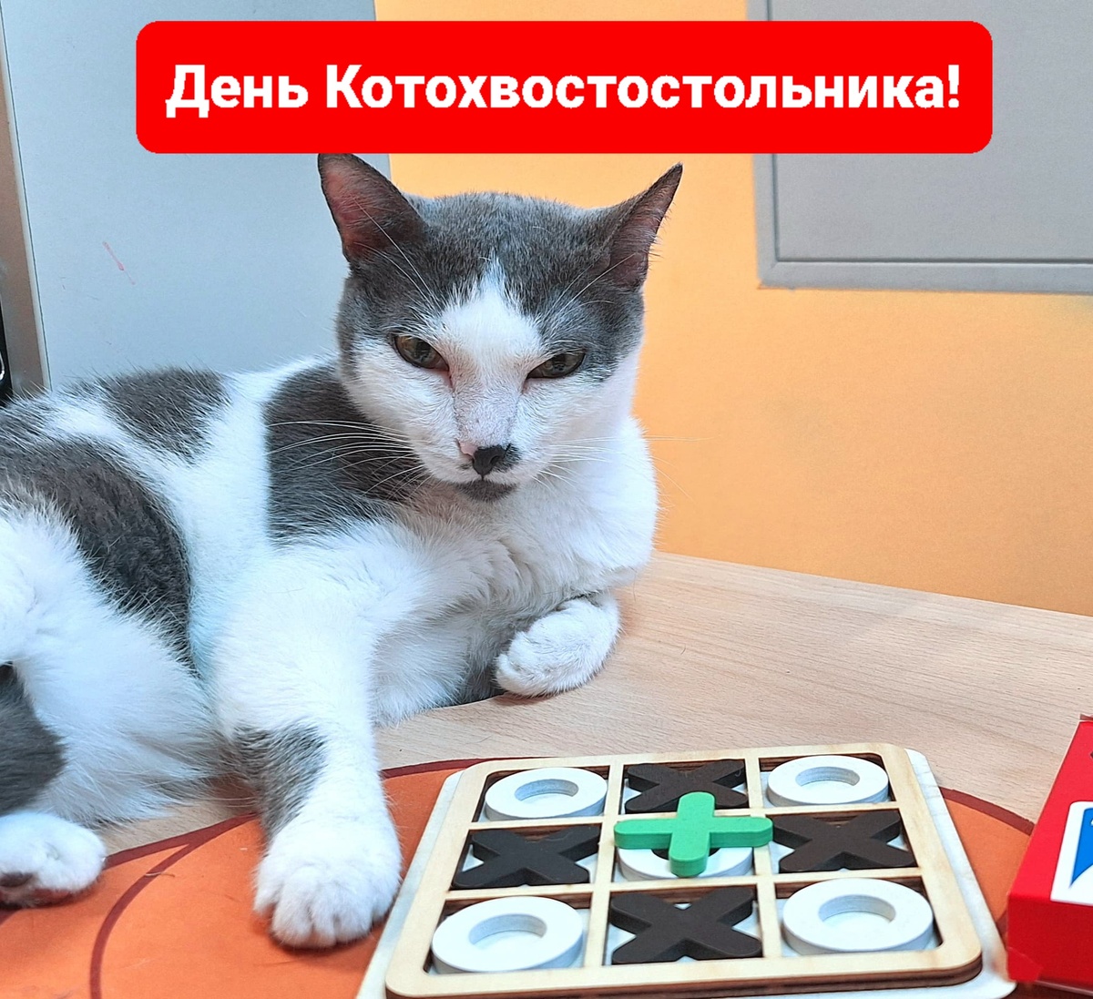 Помогает кот Тишка. Он же Плутишка. И он ни разу не тихий.