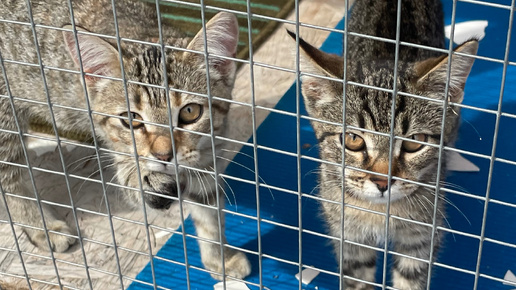 У нас вновь прибавление котят😞 И так каждый год в конце лета... Стерилизуйте кошек! Иначе появляется куча брошенных малышей😞