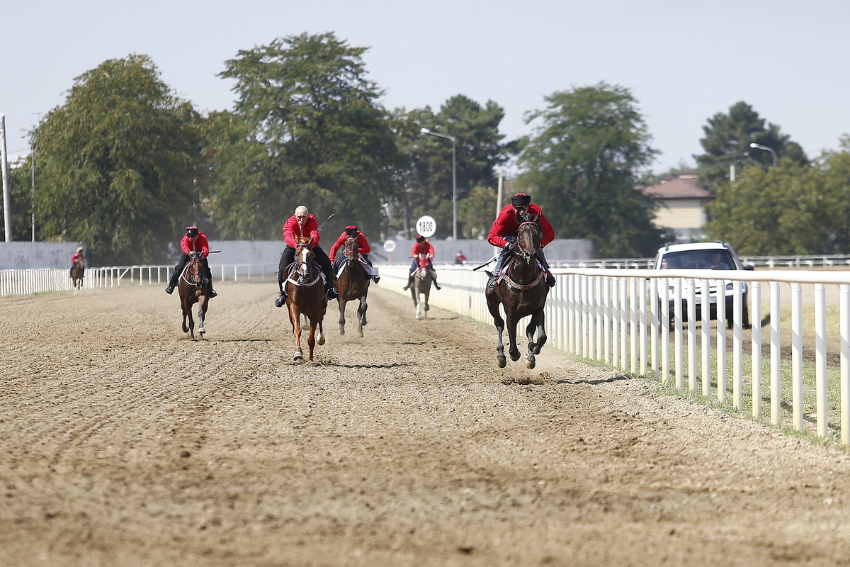 Скачки на Кубок губернатора Кубани. Интересно, а самим лошадям они нравятся? фото https://admkrai.krasnodar.ru/