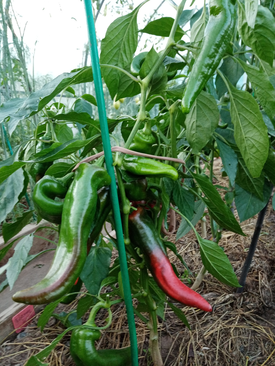 август.. ГасконецF1 набирает раскраску