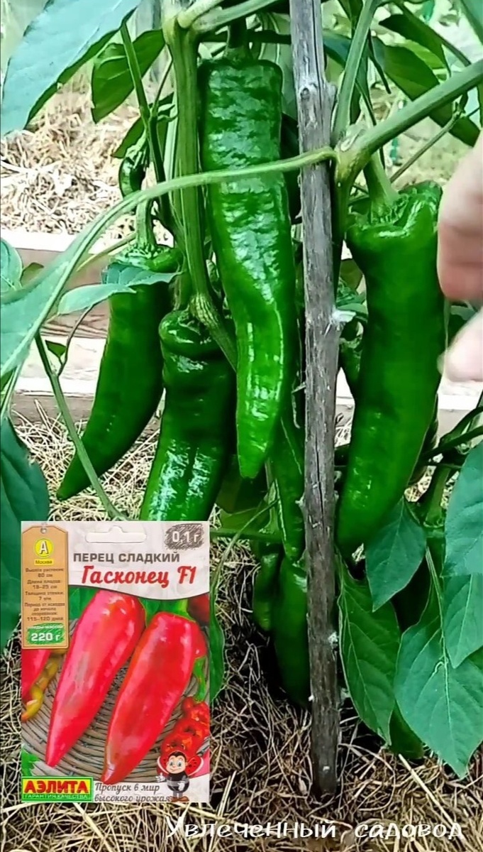 Гасконец F1 в июле