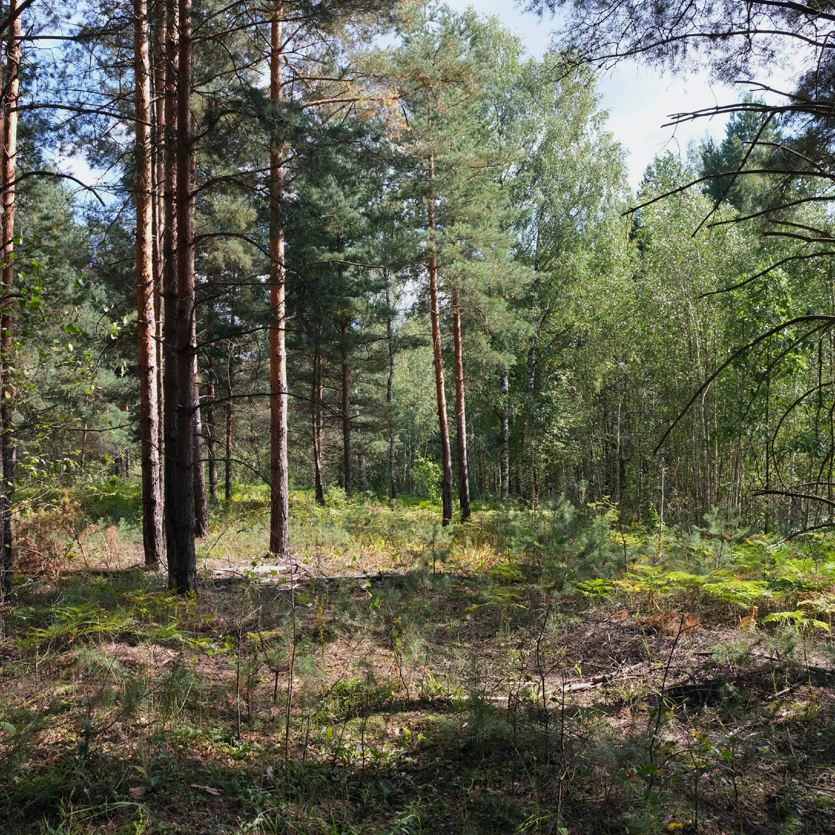 Сосняк - место произрастания гроздовника