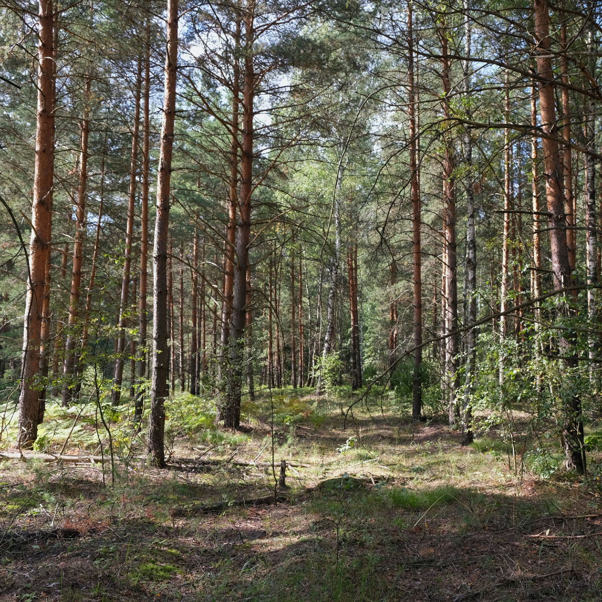 Сосняк - место произрастания гроздовника