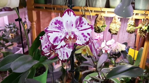 Phal. Magic Art, бабочка | Возрождение после Реанимации Орхидеи