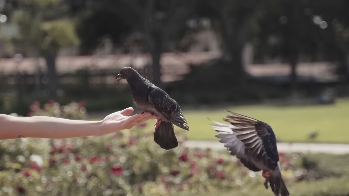 Гони семечки, пока я добрый