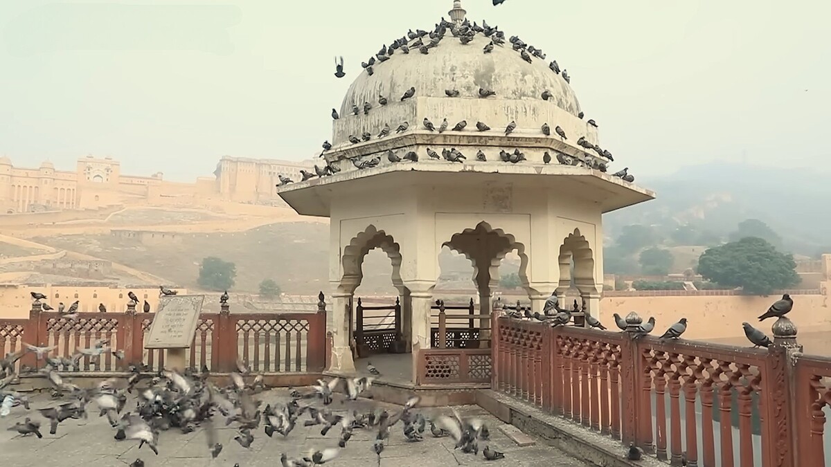 Голубцы нереально отдыхают