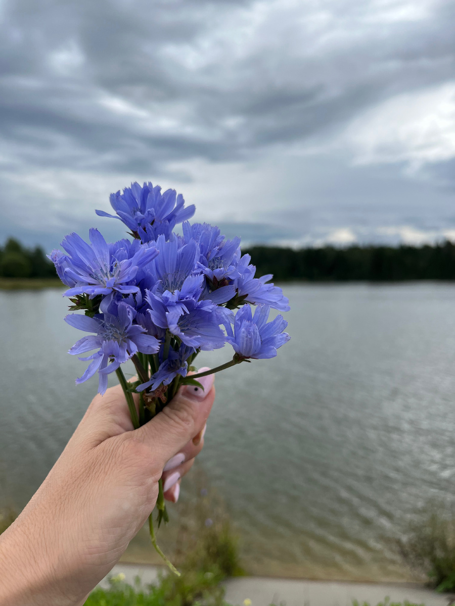 Фото автора , цветы цикория ) 