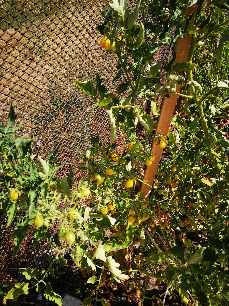 Куст с очень мелкими плодами 