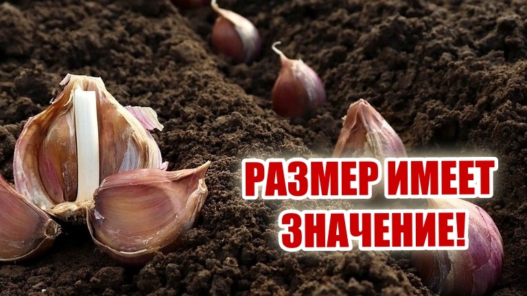 Теперь мне стало ясно: сроки посадки озимого чеснока влияют на размер головок. Вырастите чеснок-гигант у себя на участке