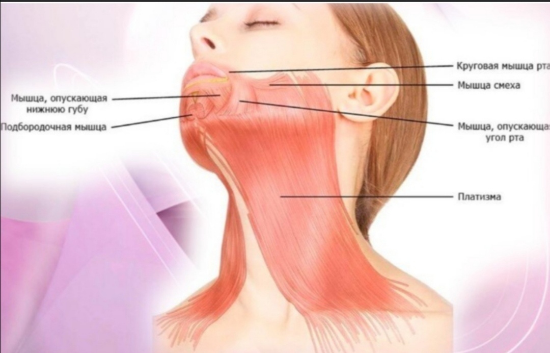 Платизма или подкожная мышца шеи. 