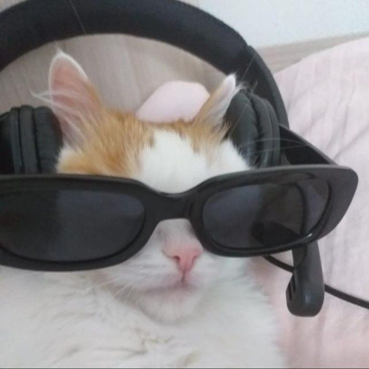 Хакер кот