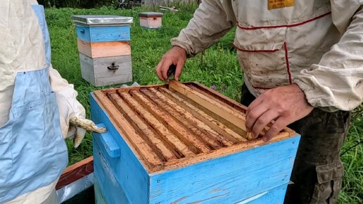 Пчёлы заливают рамки поставленные на осушку