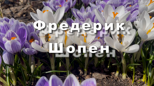 下载视频: Фредерик Шопен, вальс ля минор, Соч. 34, No. 2 Музыка для души