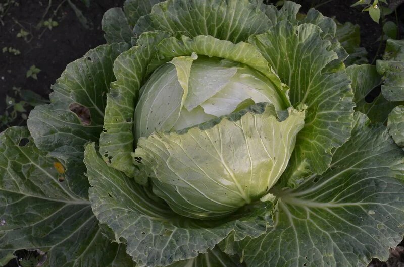 Поливаю капусту в августе так и кочаны растут плотные и сочные