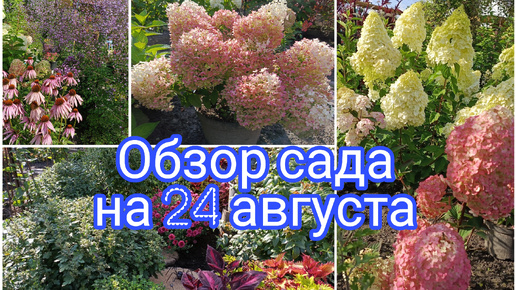 ОБЗОР САДА НА 24 АВГУСТА 🤗🌺