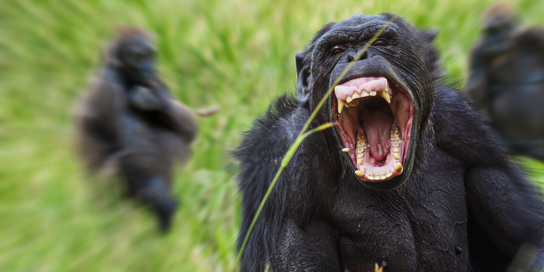 Война шимпанзе против горилл: Крупный конфликт, который поменял представление о приматах