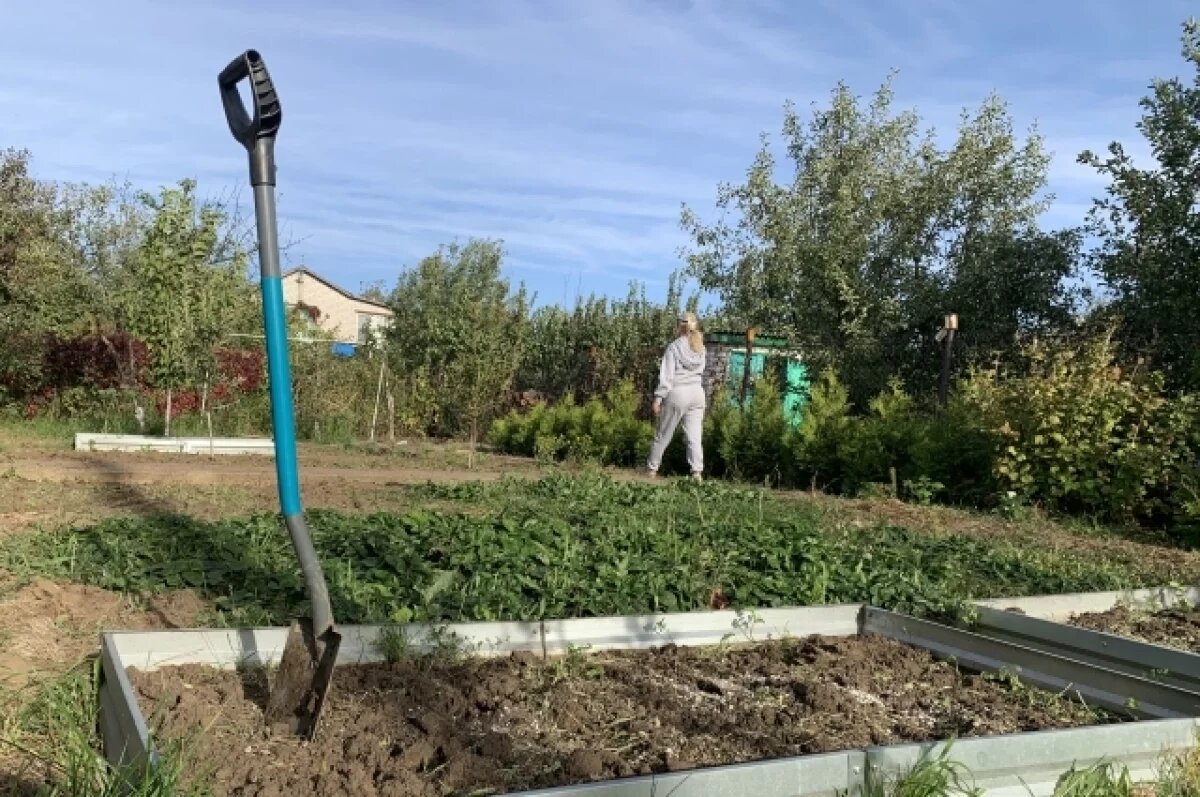    Новосибирский агроном рассказал о работах на даче в сентябре-2024